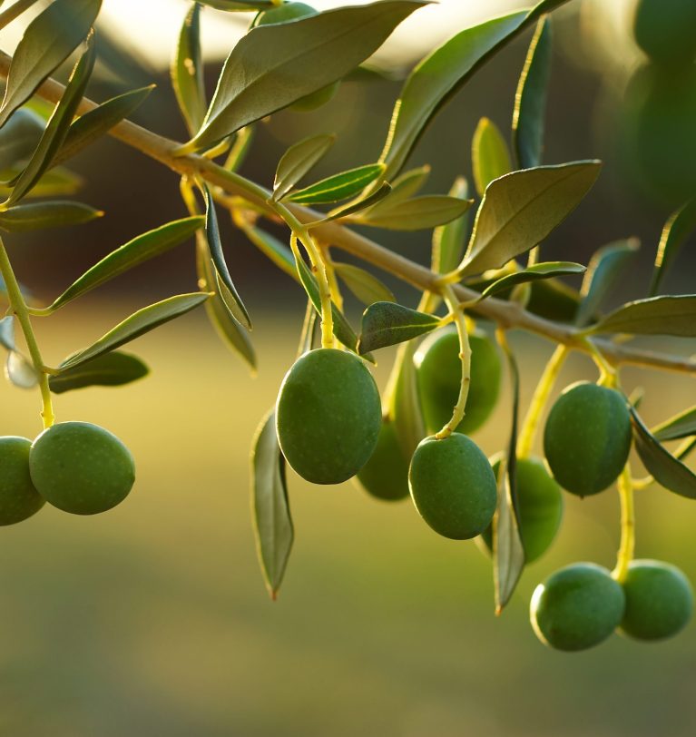 Assessment Survey on Olives in Pakistan